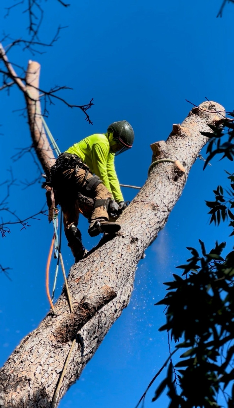 Premier Tree Service in Sonoma County, CA | Alpha Tree Service